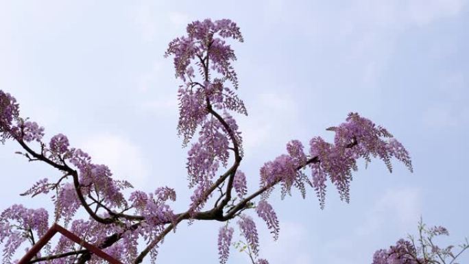 春花系列，美丽的紫藤格子在风中飘扬，紫藤 (中国紫藤) 是木本，落叶，多年生攀援的紫藤属藤本植物。