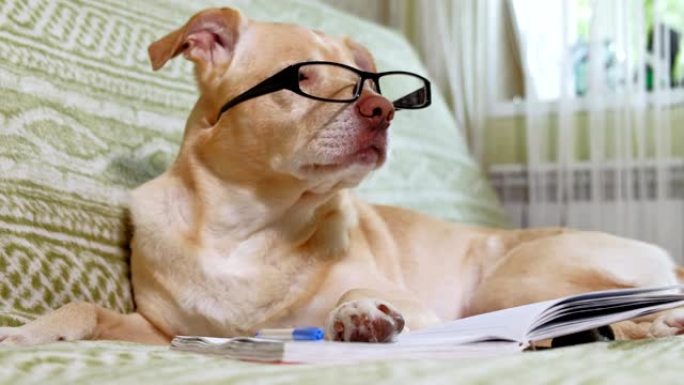 戴眼镜的狗。教育理念