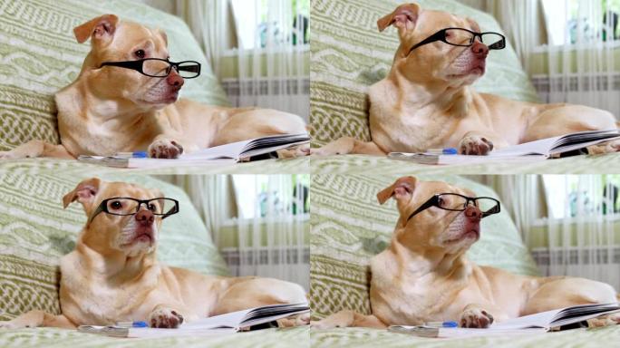 戴眼镜的狗。教育理念