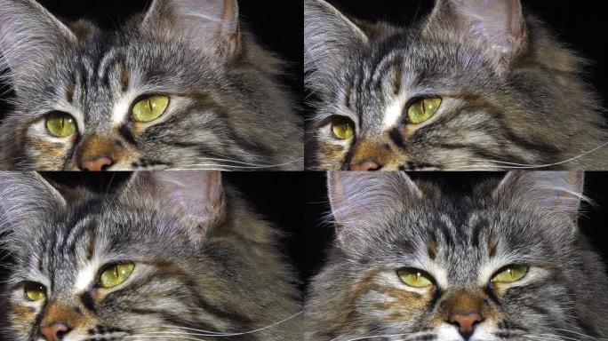 托蒂缅因库恩家猫，黑色背景下的女性肖像，法国诺曼底，慢动作4K