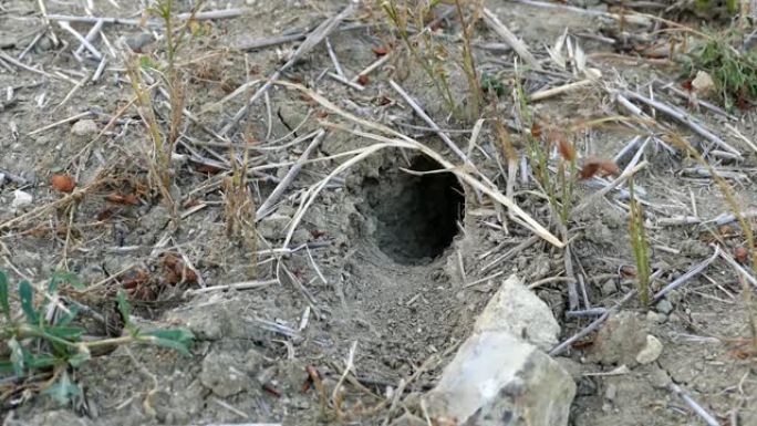 田野上的老鼠窝洞，天然老鼠槽，