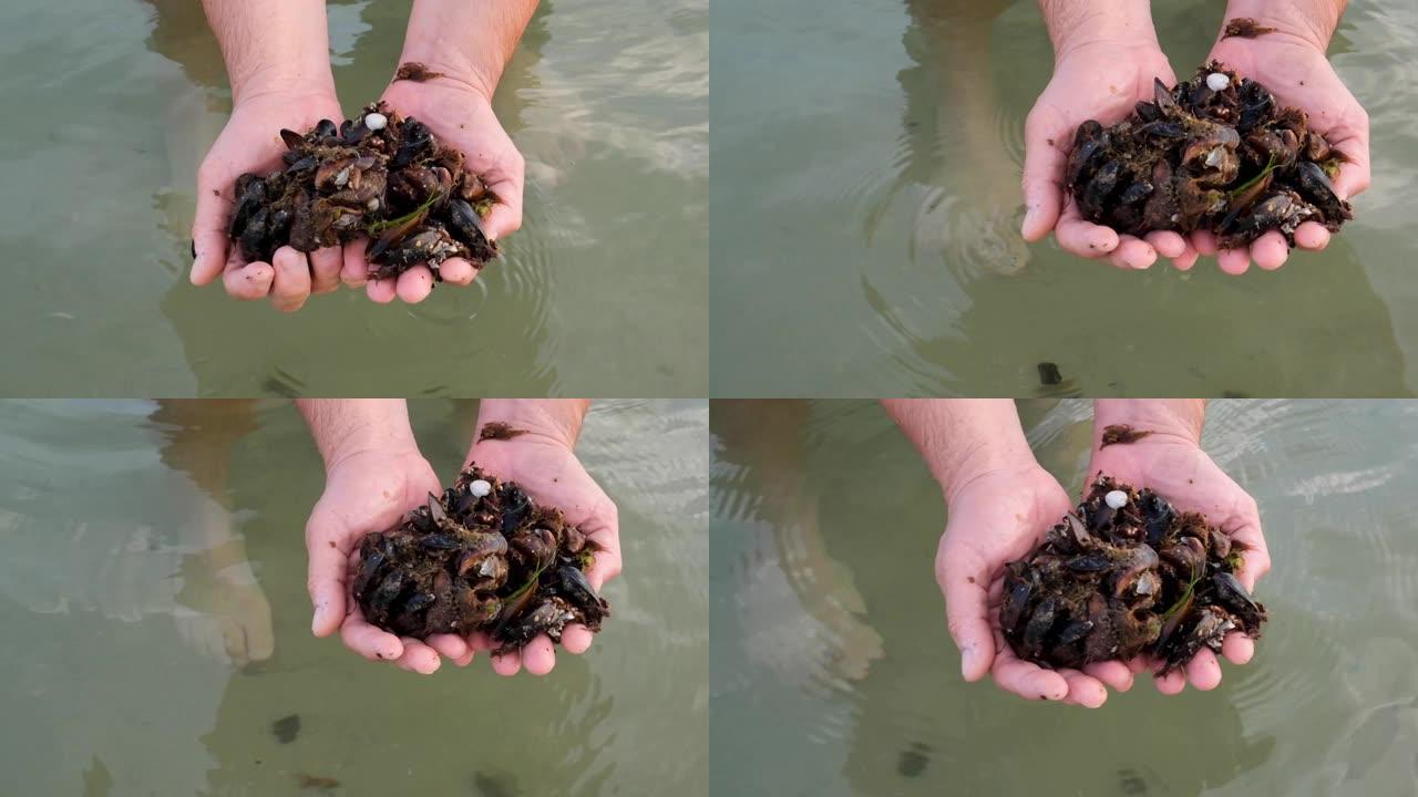 黑海蚌 (Mytilus galloprovincialis) 是一种双壳类软体动物