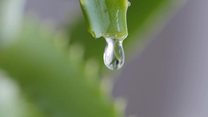 水滴从芦荟叶上跑下来，慢动作