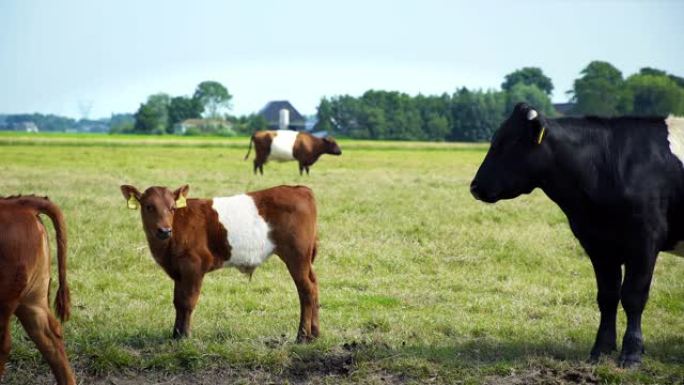 草场中的小牛和母牛