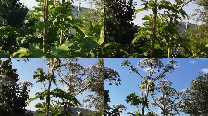 剧毒植物猪草