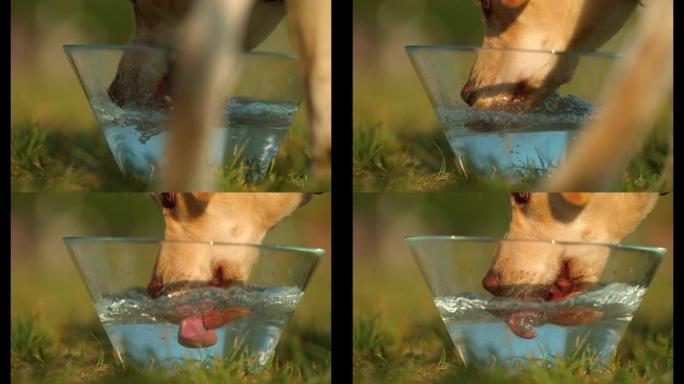 狗饮用水，超慢动作