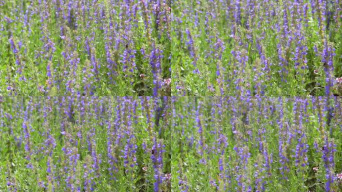 一片盛开的蓝色和紫色花朵在风中摇曳，会飞的大黄蜂的田野。牛膝草特写。