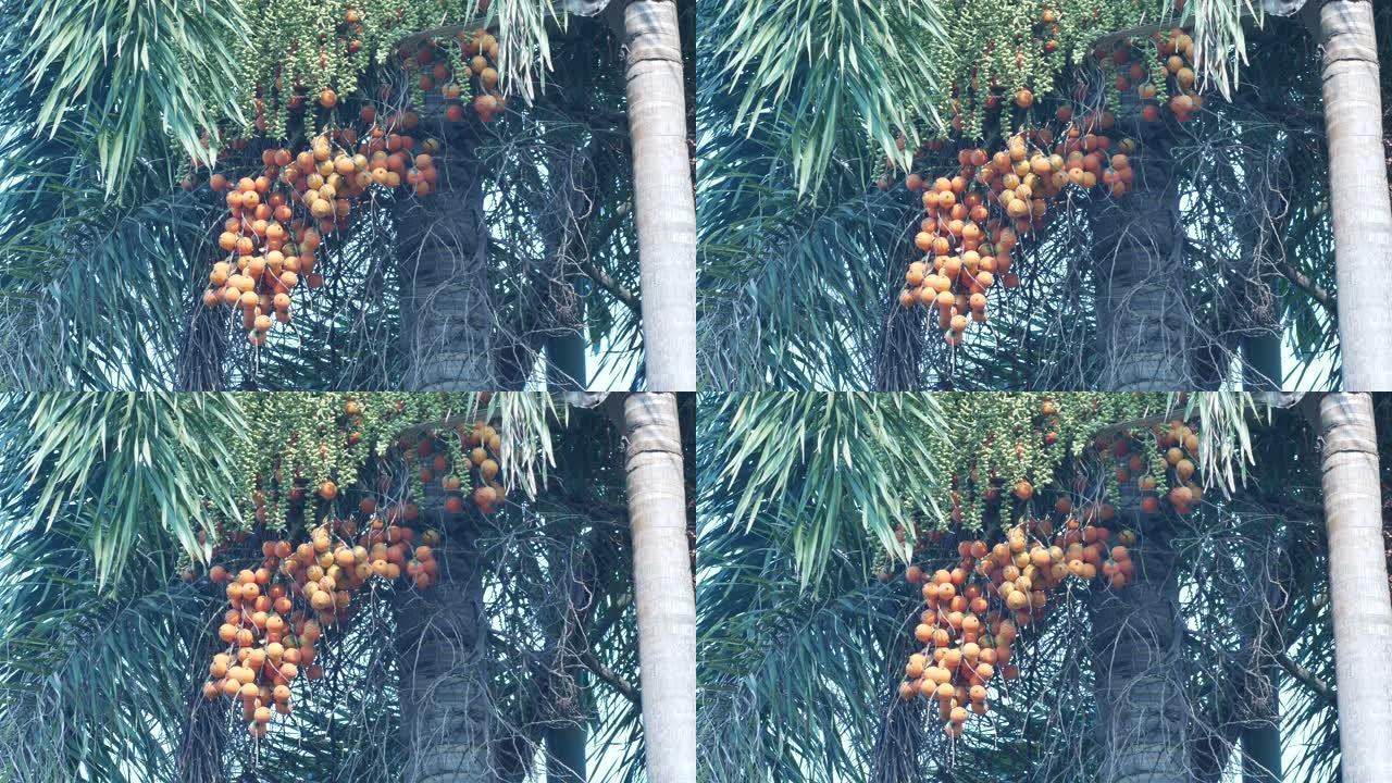 棕榈果随风摇动