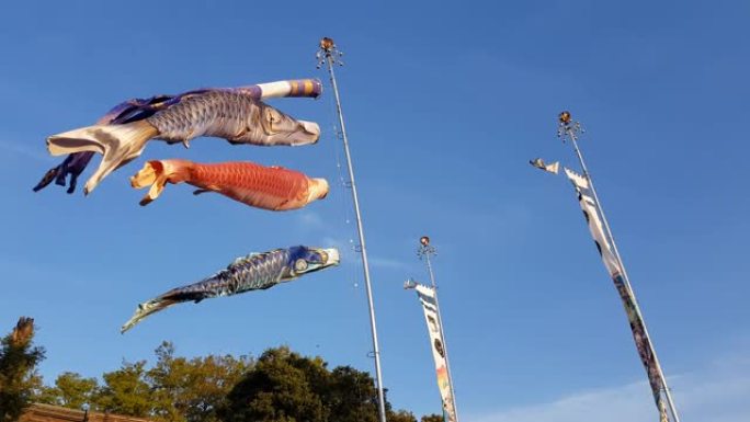 日本儿童节的锦鲤升旗。