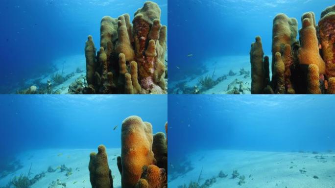 库拉索岛附近加勒比海珊瑚礁的海景，潜水地点普拉亚·洪都有支柱珊瑚