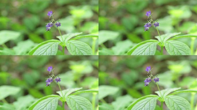 春山的韩国紫色花朵
