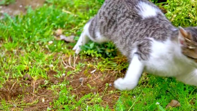 猫在院子里玩耍猫在院子里玩耍