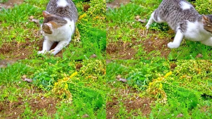 猫在院子里玩耍猫在院子里玩耍