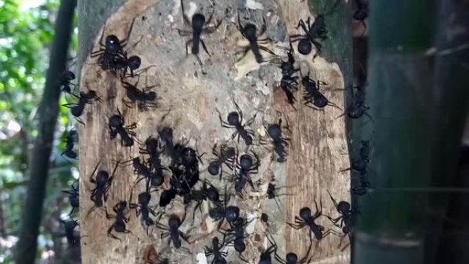 一群黑蚂蚁