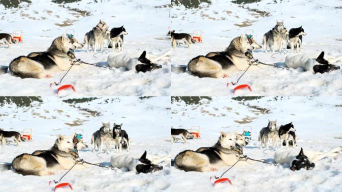 加泰罗尼亚比利牛斯山脉的狗拉雪橇，经过漫长的一天工作后休息。
