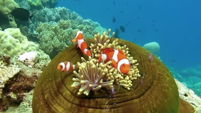 珊瑚礁上海葵触角中的小丑鱼和土佐共生虾