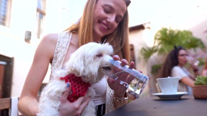 口渴的狗用玻璃杯喝水