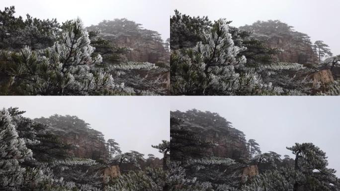 4k黄山联合国教科文组织世界遗产国家公园冬季与雪和片状松树，黄山，中国