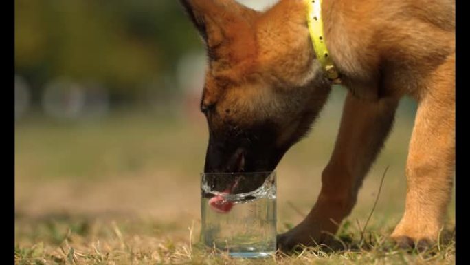 小狗用玻璃杯喝水，超慢动作