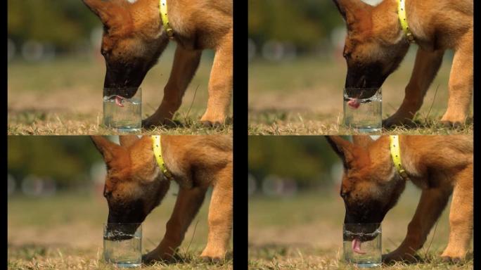小狗用玻璃杯喝水，超慢动作