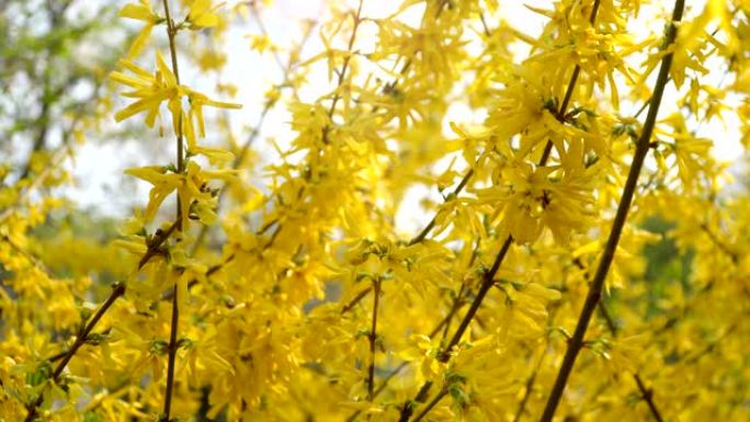 连翘灌木开黄花。阳光明媚的春天，灌木丛开始绽放黄色的花朵。阳光下美丽的灌木丛