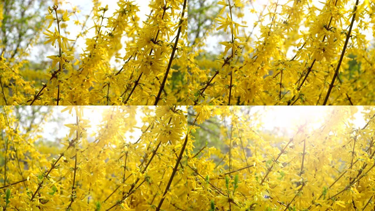 连翘灌木开黄花。阳光明媚的春天，灌木丛开始绽放黄色的花朵。阳光下美丽的灌木丛