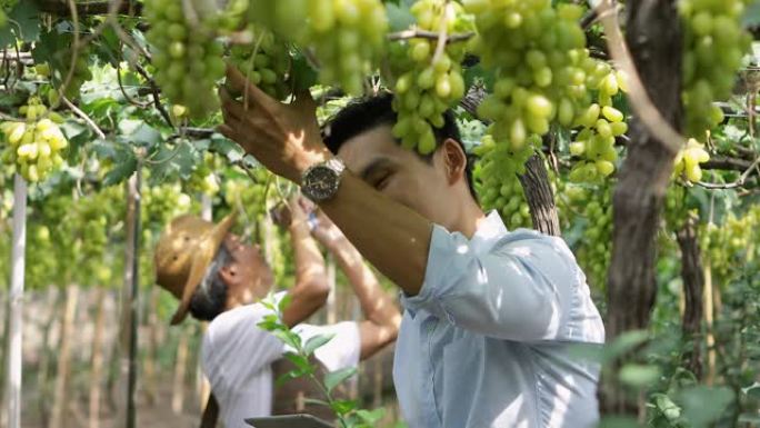 新一代园丁在葡萄园中检查葡萄的质量，葡萄园是为葡萄酒生产而生产的。