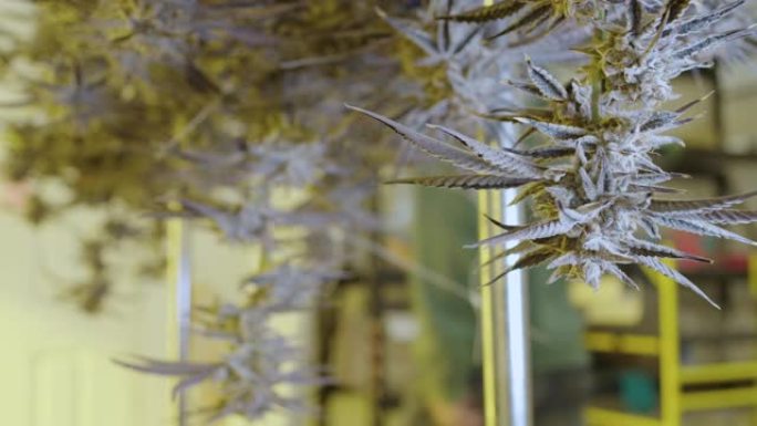 匿名人士走在大麻植物后面，悬挂在工业室内温室中固化，休闲医用大麻概念