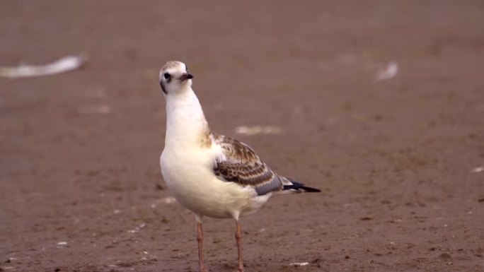 年轻的黑头鸥 (Larus ridibundus)。