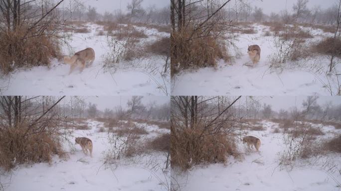 雪山森林中的西伯利亚哈士奇狗
