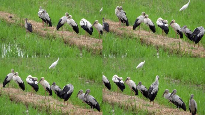 亚洲开放喙学名: 吻合术occitans持有鹳科 (Ciconiidae) 是该科的一种小型鸟类。