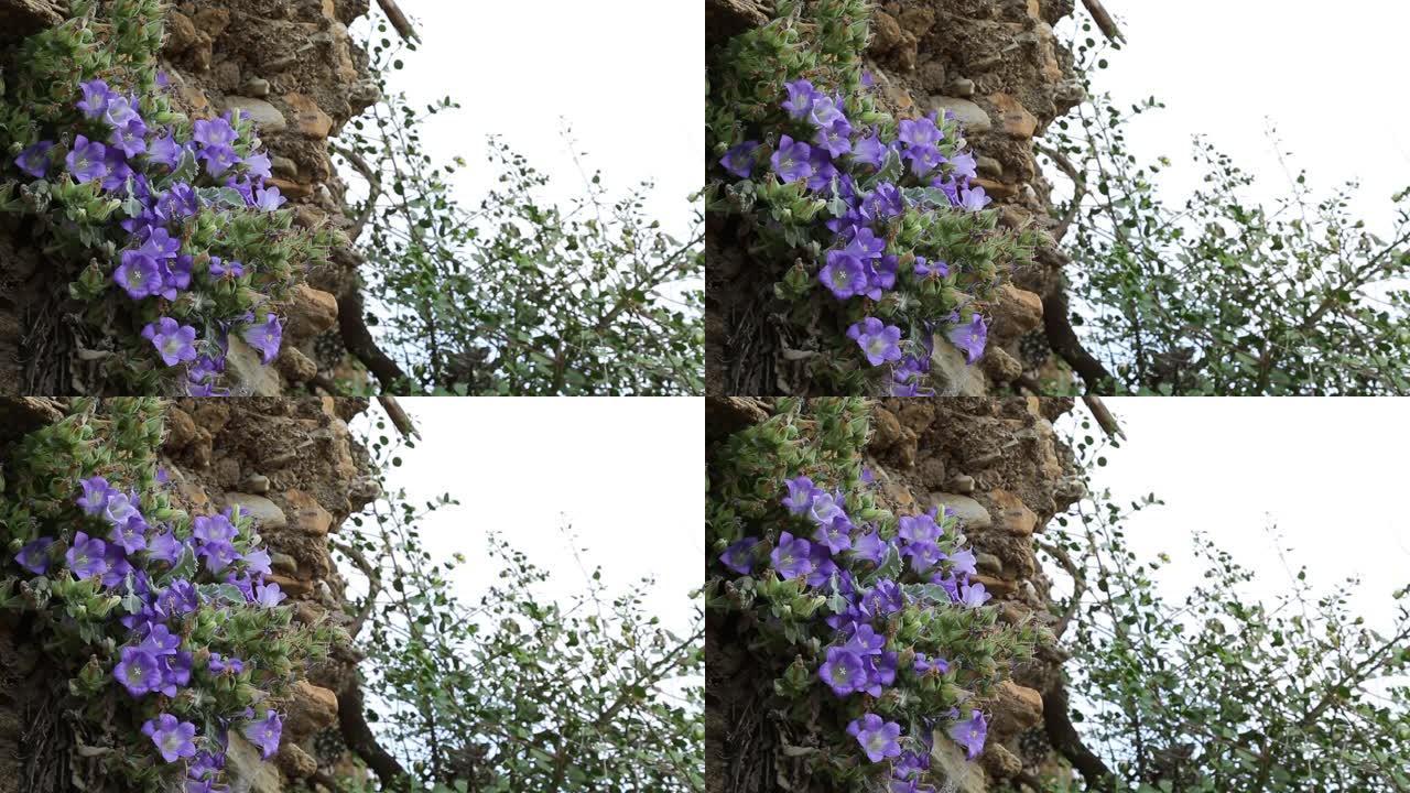 钟形花的学名在安纳托利亚也称为钟形花。它是观赏植物。
安纳托利亚/土耳其11/04/2015