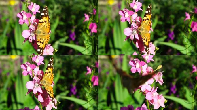 蝴蝶和花朵。慢动作。