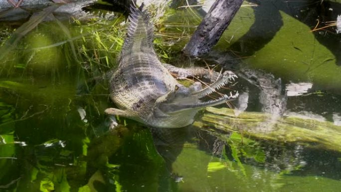 gharial鳄鱼在河中张开和闭上嘴