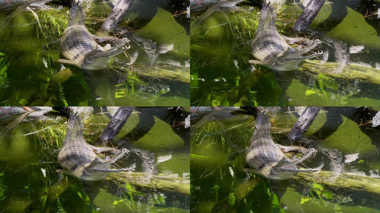 gharial鳄鱼在河中张开和闭上嘴