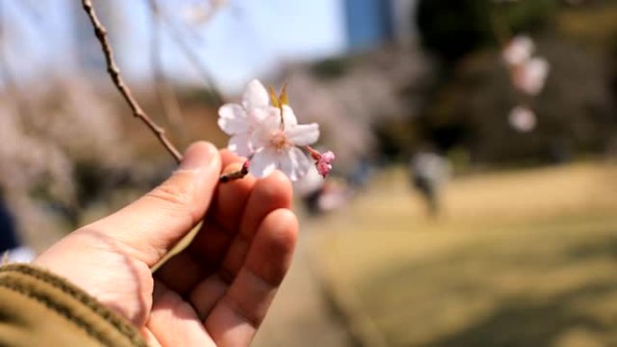 日本东京小石川小菜园公园的樱花
