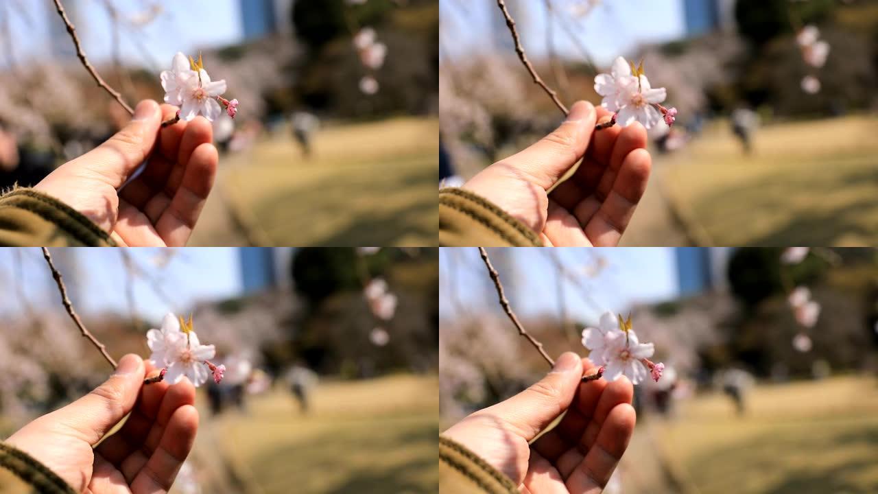日本东京小石川小菜园公园的樱花