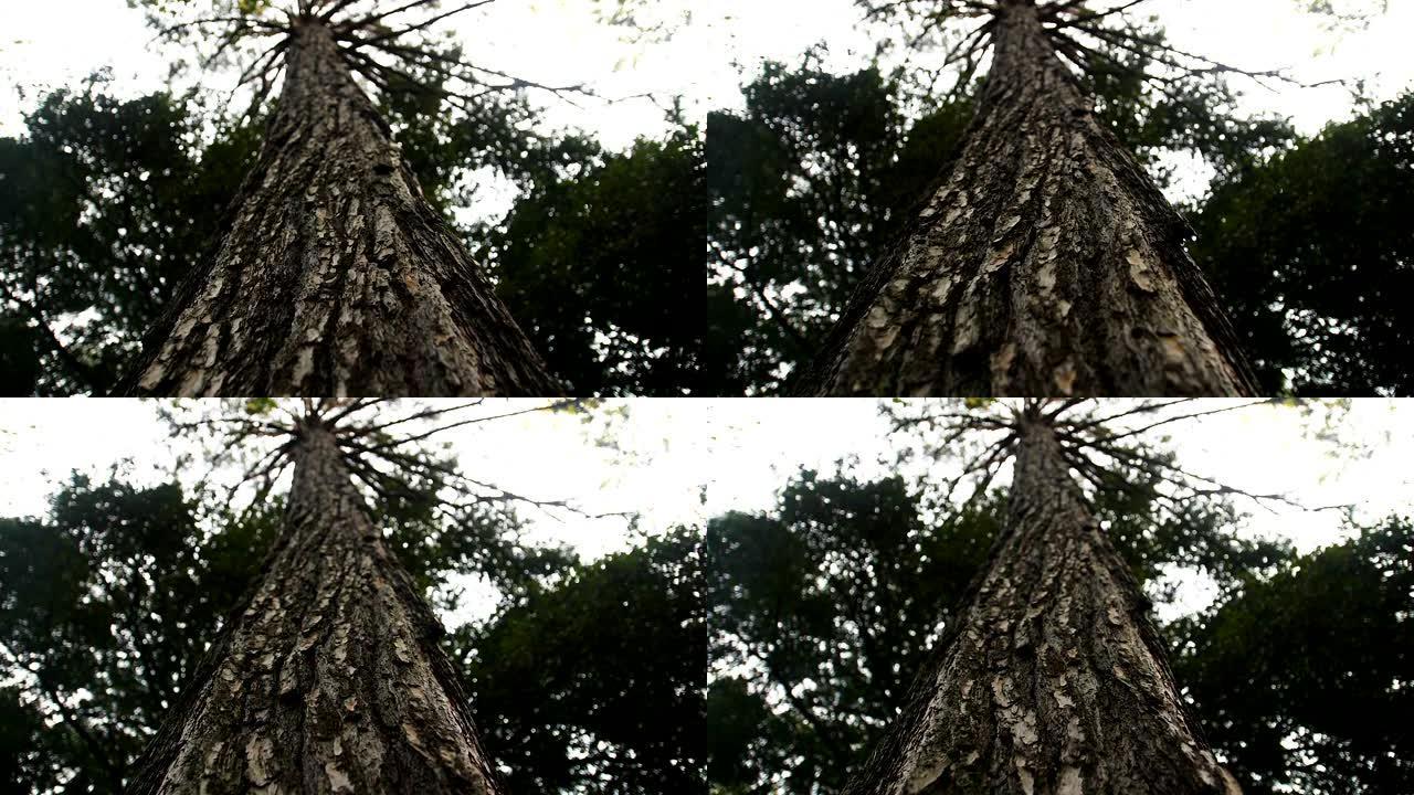 巨大的老松树，有绿色的皇冠。摄像机沿树干缓慢移动