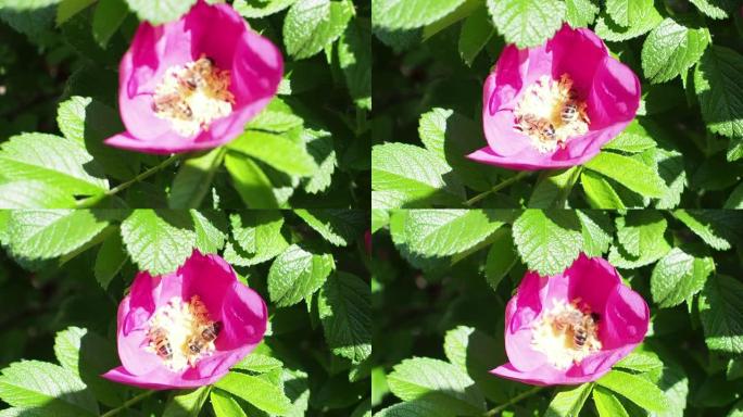 两只蜜蜂从一只粉红色的狗玫瑰中收集花粉