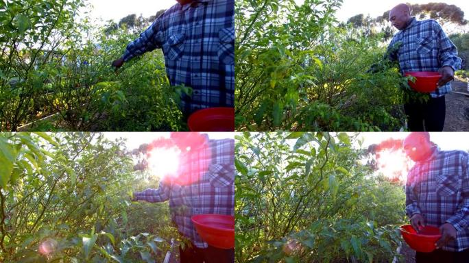 从树上采摘新鲜的辣椒