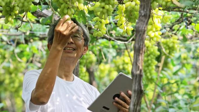亚洲高级园丁在大葡萄园中验证葡萄的质量。