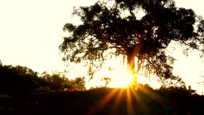 大树和日落背景
