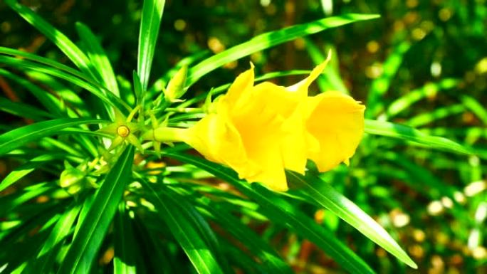 美丽的黄色长者或喇叭花盛开的绿色自然背景，特写视频4k镜头剪辑