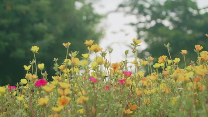 SLO MO; 马齿苋; 盛开的普通马齿苋花与蜜蜂。