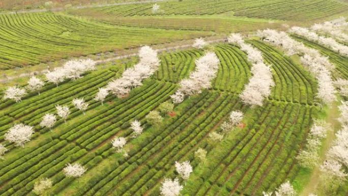 中国江西南昌凤凰沟风景区樱花