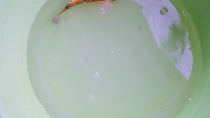 塑料盆中的水下五颜六色的鱼