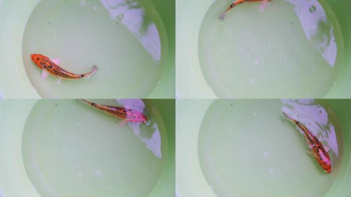 塑料盆中的水下五颜六色的鱼