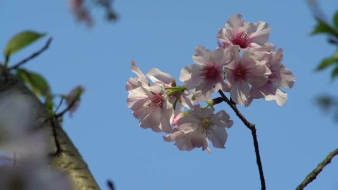 4k开花樱桃枝的精彩特写。美丽绽放的樱花