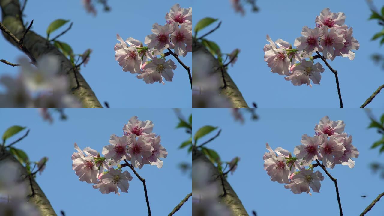 4k开花樱桃枝的精彩特写。美丽绽放的樱花