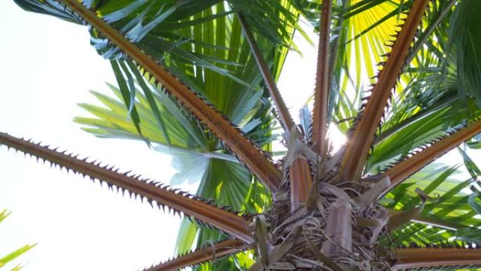 在夏季阳光普照的日子里，仰望棕榈叶和树枝棕榈树。运动4k b卷镜头